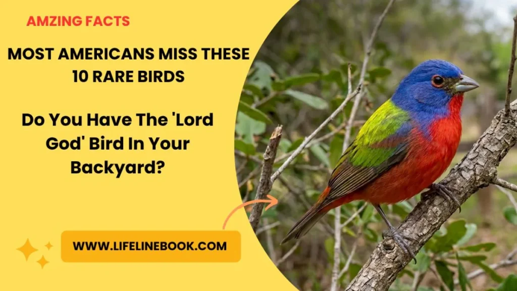 How to Identify 10 Rare Birds in North America